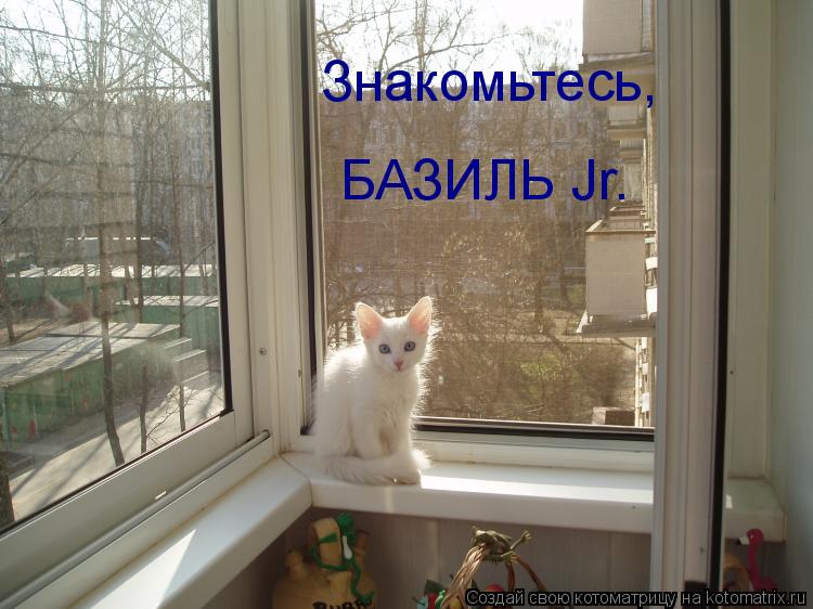 Котоматрица: Знакомьтесь, БАЗИЛЬ Jr.