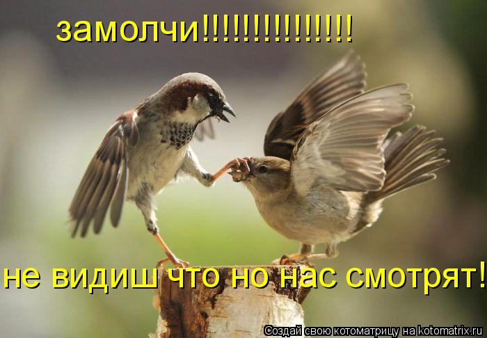 Котоматрица: замолчи!!!!!!!!!!!!!!! не видиш что но нас смотрят!