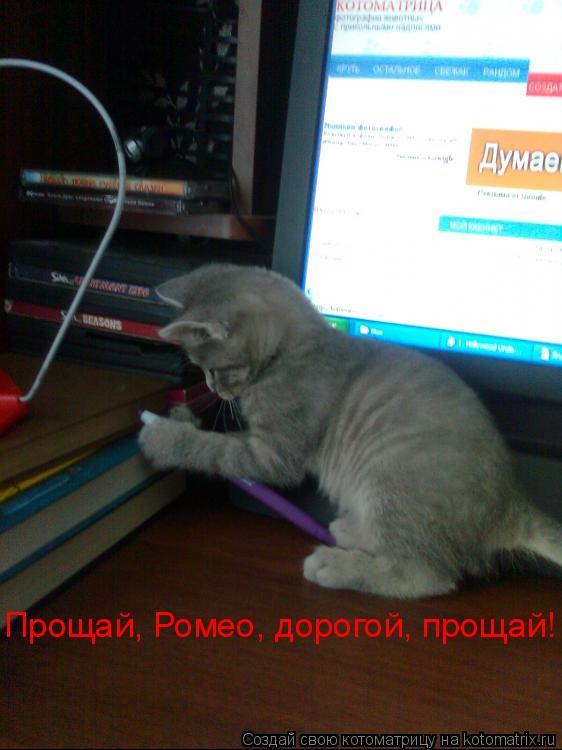 Котоматрица: Прощай, Ромео, дорогой, прощай!