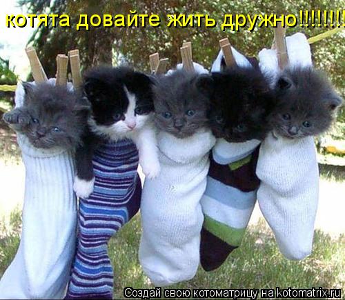 Котоматрица: котята довайте жить дружно!!!!!!!!!!!!!!!!!!!!!!!