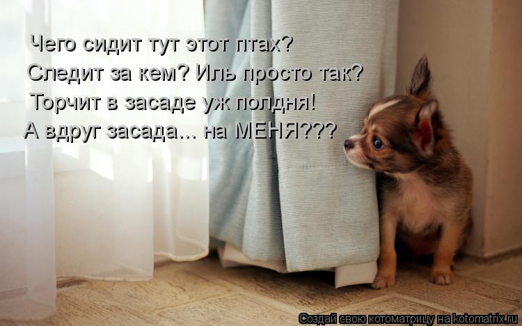 Чего сидит тут этот птах? Следит за кем? Иль просто так? Торчит в засаде уж полдня! А вдруг засада...... Котоматрица: Чего сидит тут этот птах? Следит за кем? Иль просто так? Торчит в засаде уж полдня! А вдруг засада... на МЕНЯ???