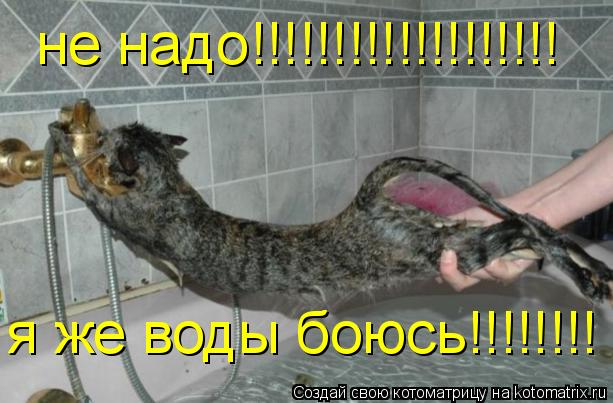 Котоматрица: не надо!!!!!!!!!!!!!!!!!!! я же воды боюсь!!!!!!!!