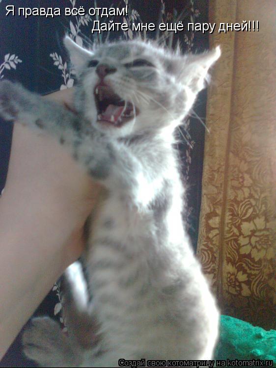 Котоматрица: Я правда всё отдам! Дайте мне ещё пару дней!!!