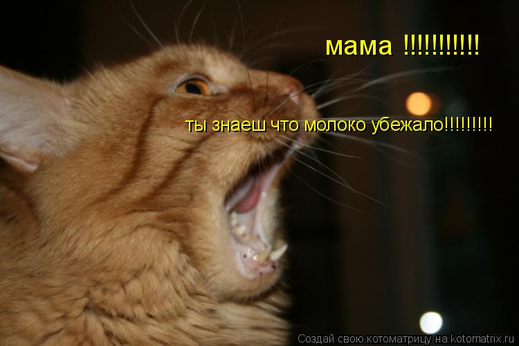 Котоматрица: мама !!!!!!!!!!! ты знаеш что молоко убежало!!!!!!!!!