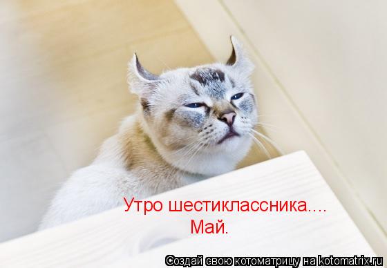 Котоматрица: Утро шестиклассника.... Май.