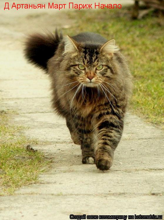 Котоматрица: Д Артаньян Март Париж Начало