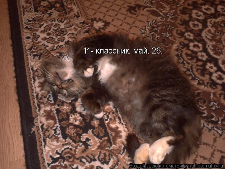 Котоматрица: 11- классник. май. 26.