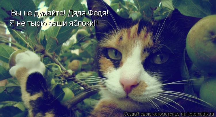 Котоматрица: Вы не думайте! Дядя Федя! Я не тырю ваши яблоки!!