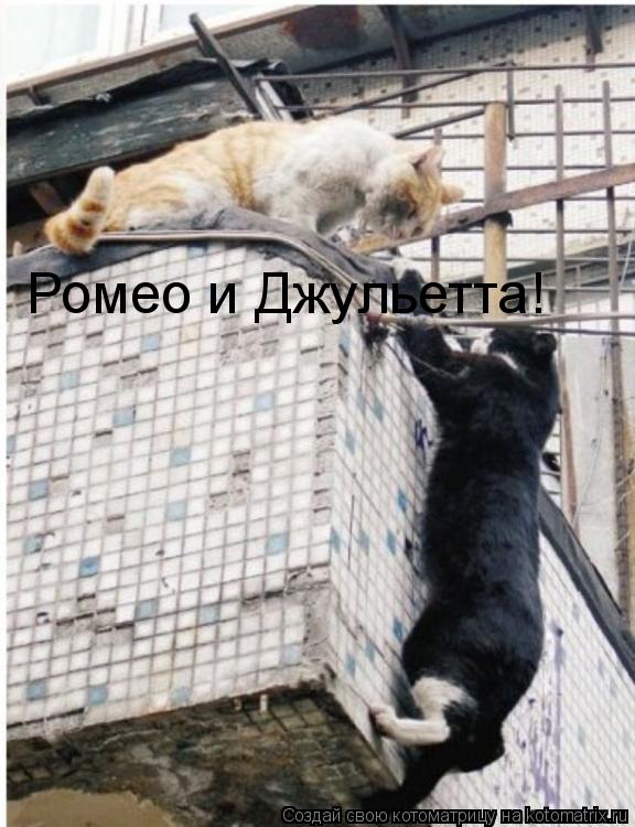 Котоматрица: Ромео и Джульетта!