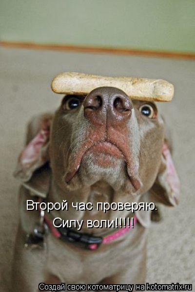 Котоматрица: Второй час проверяю. Силу воли!!!!!