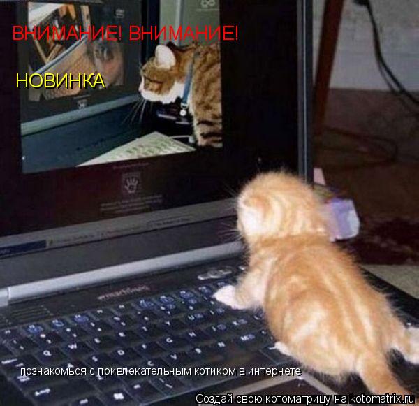 Котоматрица: ВНИМАНИЕ! ВНИМАНИЕ! НОВИНКА познакомься с привлекательным котиком в интернете
