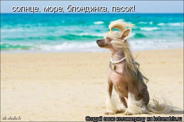 Котоматрица: солнце, море, блондинка, песок!