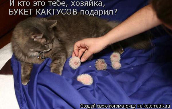 Котоматрица: И кто это тебе, хозяйка,  БУКЕТ КАКТУСОВ подарил?