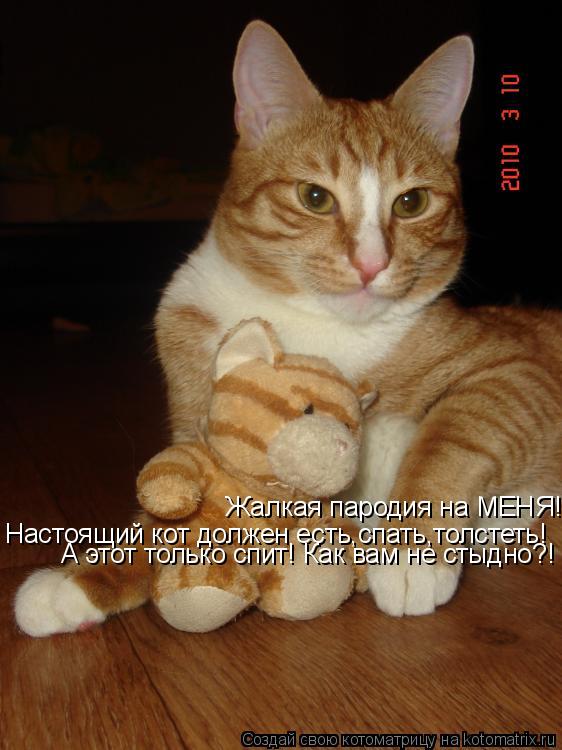 Котоматрица: Жалкая пародия на МЕНЯ! Настоящий кот должен есть,спать,толстеть! А этот только спит! Как вам не стыдно?!