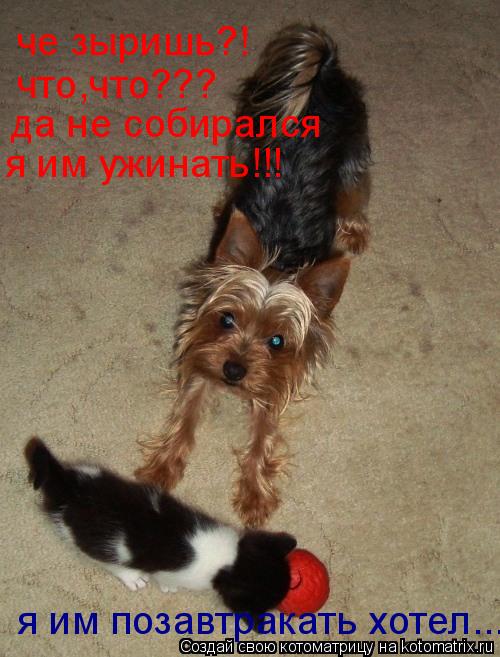 Котоматрица: че зыришь?! что,что??? да не собирался я им ужинать!!! я им позавтракать хотел...