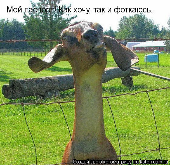Котоматрица: Мой паспорт! Как хочу, так и фоткаюсь..