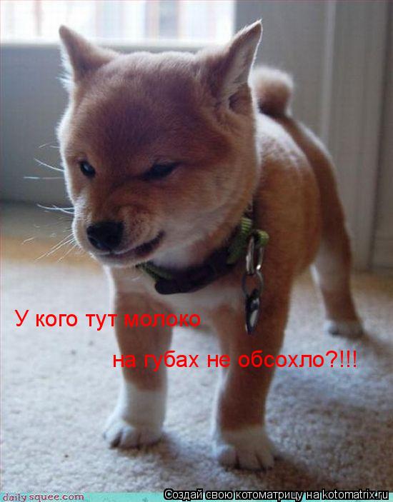 Котоматрица: У кого тут молоко на губах не обсохло?!!!