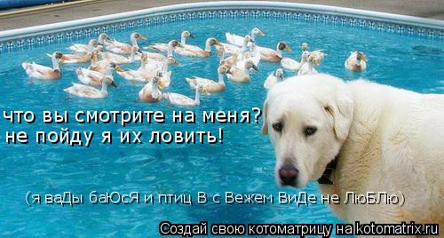 Котоматрица: что вы смотрите на меня? не пойду я их ловить! (я ваДы баЮсЯ и птиц В с Вежем ВиДе не ЛюБЛю)