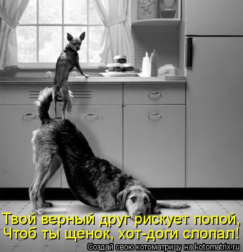 Твой верный друг рискует попой, Чтоб ты щенок, хот-доги слопал!... Котоматрица: Твой верный друг рискует попой, Чтоб ты щенок, хот-доги слопал!