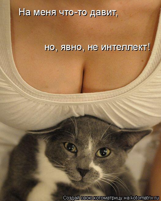 Котоматрица: На меня что-то давит, но, явно, не интеллект!