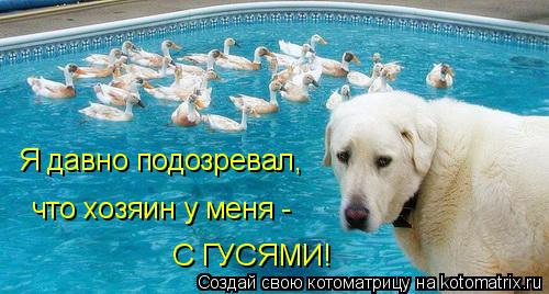 Котоматрица: Я давно подозревал, что хозяин у меня - С ГУСЯМИ!