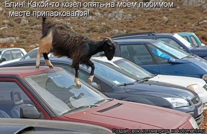 Котоматрица: Блин! Какой-то козел опять на моем любимом  месте припарковался!