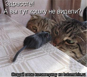Котоматрица: Здрассте!  А вы тут кошку не видели?
