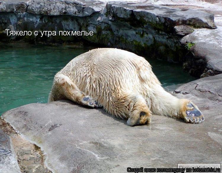 Котоматрица: Тяжело с утра похмелье