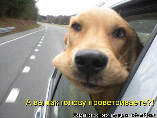 Котоматрица: А вы как голову проветриваете?!
