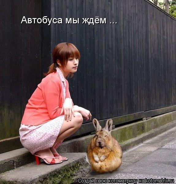 Котоматрица: Автобуса мы ждём ...