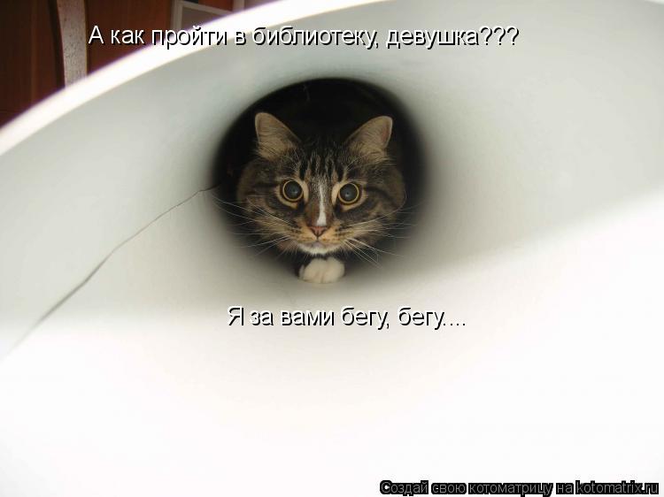 Котоматрица: А как пройти в библиотеку, девушка??? Я за вами бегу, бегу....