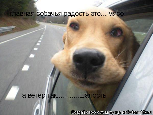 Котоматрица: главная собачья радость это....мясо а ветер так............шалость