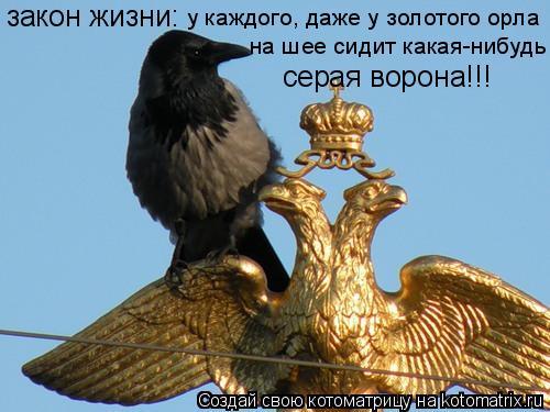Котоматрица: закон жизни: на шее сидит какая-нибудь серая ворона!!! у каждого, даже у золотого орла