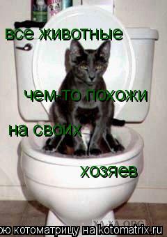 Котоматрица: все животные чем-то похожи на своих хозяев