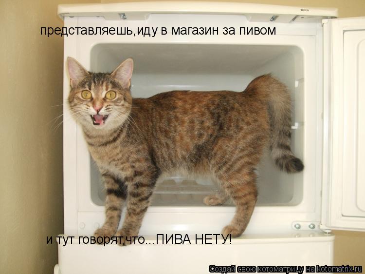 Котоматрица: представляешь,иду в магазин за пивом и тут говорят,что...ПИВА НЕТУ!