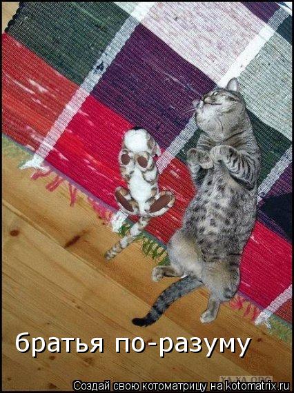 Котоматрица: братья по-разуму