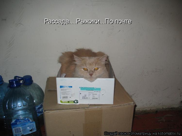 Котоматрица: Рассада....Рыжики...По почте