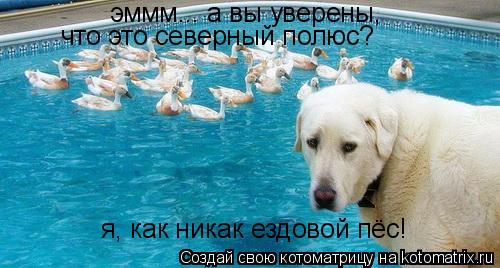 Котоматрица: эммм... а вы уверены,  что это северный полюс? я, как никак ездовой пёс!