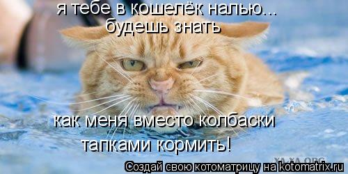 Котоматрица: я тебе в кошелёк налью... будешь знать как меня вместо колбаски  тапками кормить!