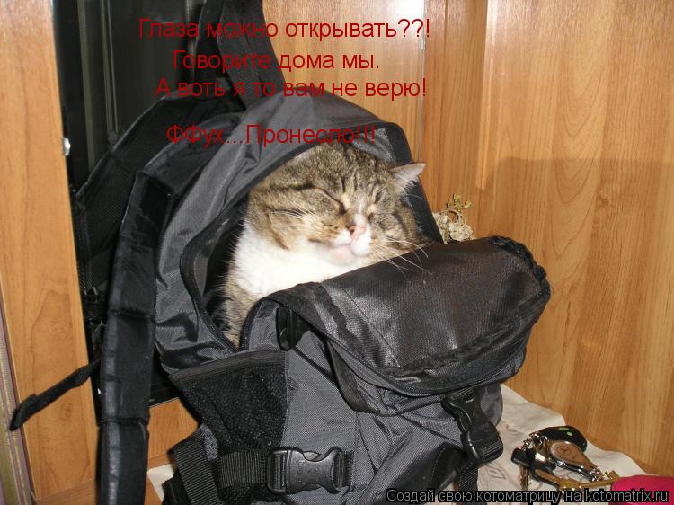 Котоматрица: Глаза можно открывать??! Говорите дома мы. А воть я то вам не верю! ФФух...Пронесло!!!