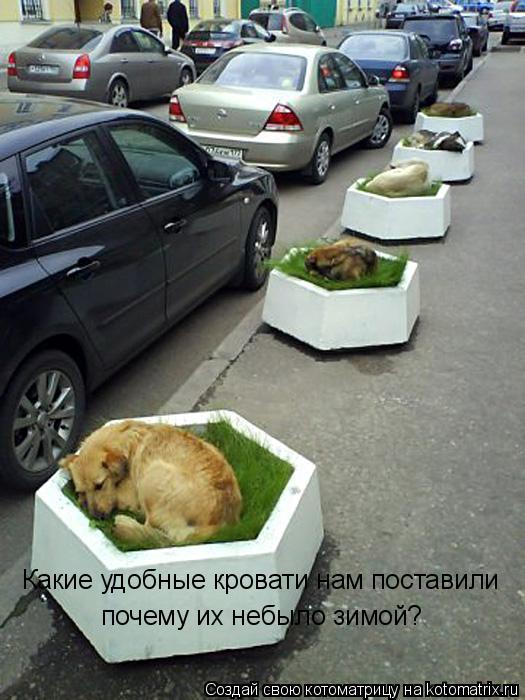 Какие удобные кровати нам поставили почему их небыло зимой?... Котоматрица: Какие удобные кровати нам поставили почему их небыло зимой?