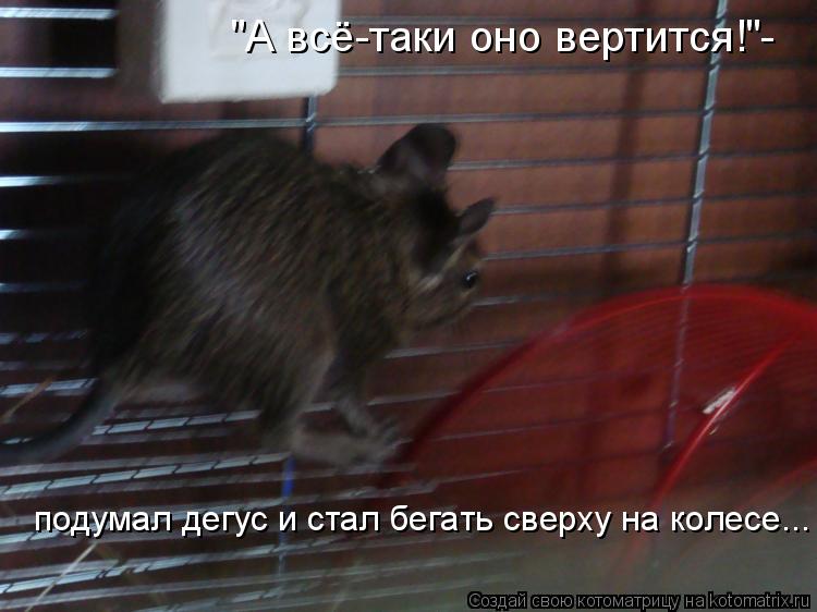 Котоматрица: "А всё-таки оно вертится!"- подумал дегус и стал бегать сверху на колесе...