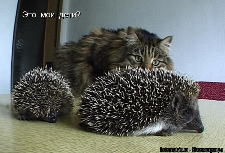 Котоматрица: Это  мои  дети?