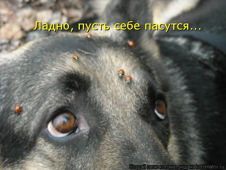 Ладно, пусть себе пасутся...... Котоматрица: Ладно, пусть себе пасутся...