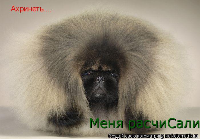 Котоматрица: Ахринеть....  Меня расчиСали