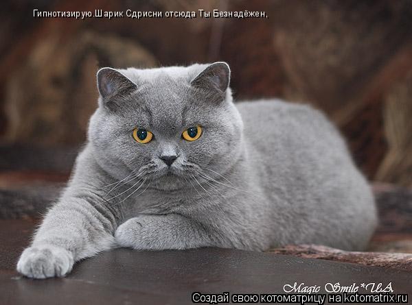 Котоматрица: Гипнотизирую.Шарик Сдрисни отсюда Ты Безнадёжен,