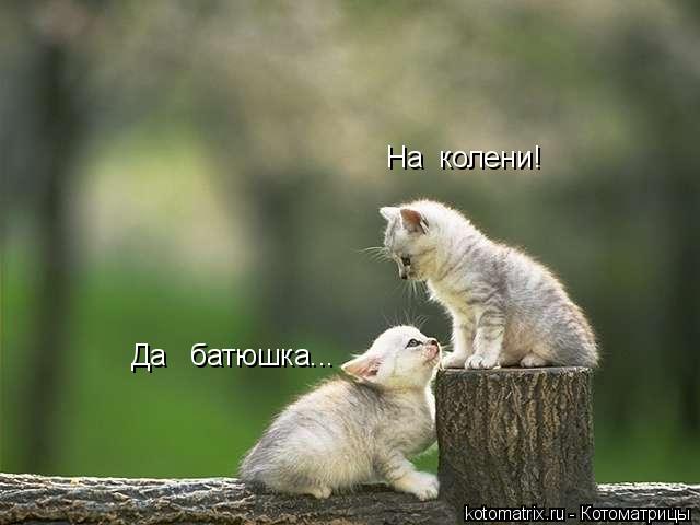 Котоматрица: На  колени! Да   батюшка...