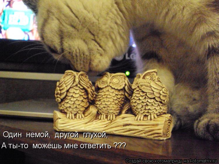 Котоматрица: Один  немой,  другой  глухой, А ты-то  можешь мне ответить ???