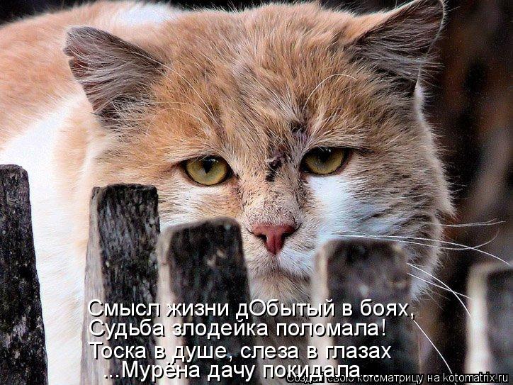 Судьба злодейка поломала! Смысл жизни дОбытый в боях, Тоска в душе, слеза в глазах ...Мурёна дачу пок... Котоматрица: Судьба злодейка поломала! Смысл жизни дОбытый в боях, Тоска в душе, слеза в глазах ...Мурёна дачу покидала...