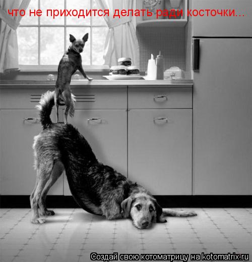 Котоматрица: что не приходится делать ради косточки...